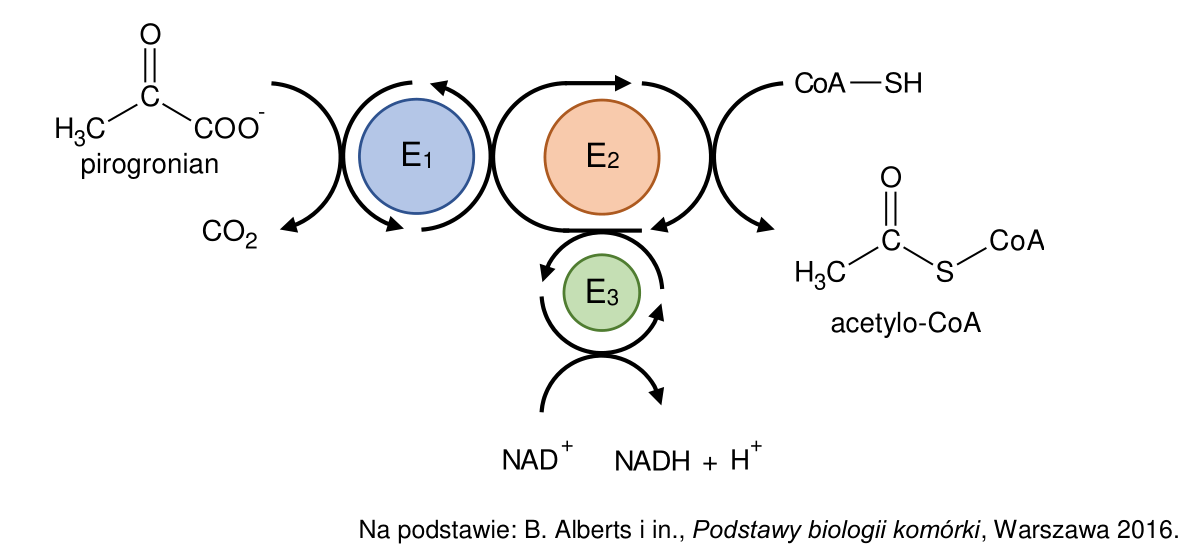 Schemat współdziałania enzymów E₁, E₂ i E₃ kompleksu dehydrogenazy pirogronianowej: przekształcenie pirogronianu w acetylo-CoA z uwolnieniem CO₂ i redukcją NAD⁺.