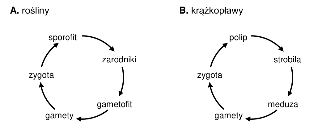 Uproszczone schematy cykli życiowych: A – przemiana pokoleń u roślin (sporofit, zarodniki, gametofit, gamety, zygota), B – metageneza krążkopławów (polip, strobila, meduza, gamety, zygota).