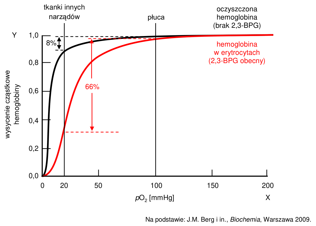 Wykres krzywych wiązania tlenu: wysycenie cząstkowe hemoglobiny w zależności od pO₂ dla hemoglobiny oczyszczonej i hemoglobiny w erytrocytach, z zaznaczonymi wartościami pO₂ w płucach i tkankach.