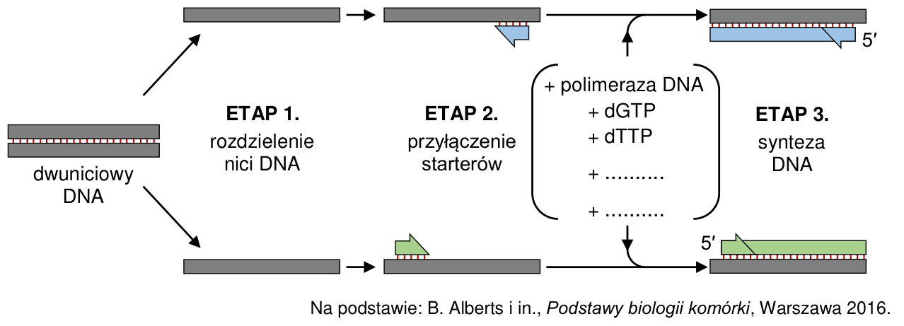 Schemat pierwszego cyklu PCR: dwuniciowy DNA, etap 1. rozdzielenie nici, etap 2. przyłączenie starterów, etap 3. synteza DNA z udziałem polimerazy DNA, dGTP, dTTP i dwóch brakujących nukleotydów.