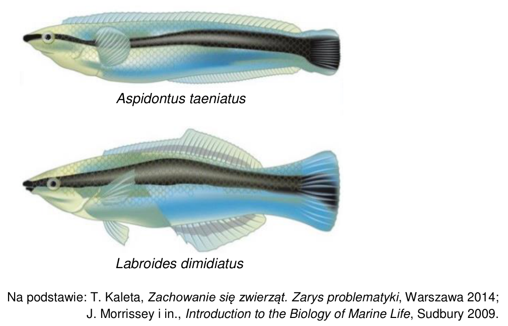 Ilustracje dwóch podobnych ryb: aspidonta (Aspidontus taeniatus) i wargatka czyściciela (Labroides dimidiatus) z czarnym pasem wzdłuż ciała.