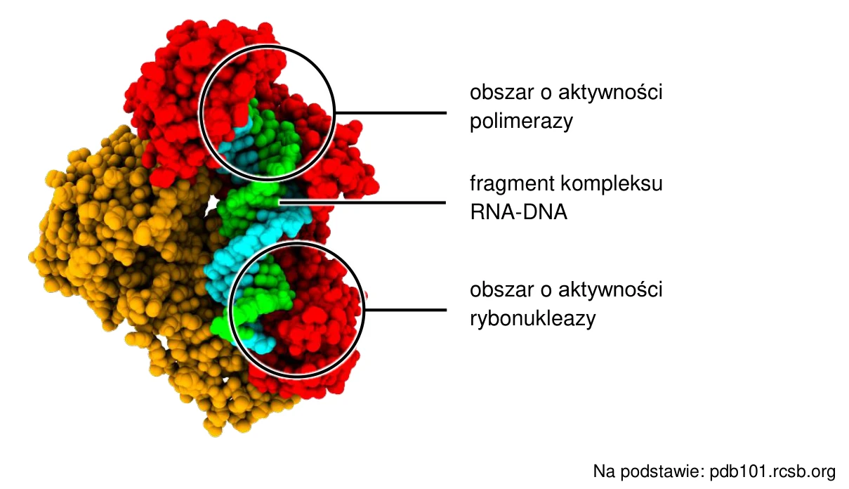 Model strukturalny odwrotnej transkryptazy HIV z podjednostkami p66 i p51, fragmentem kompleksu RNA-DNA oraz zaznaczonymi obszarami o aktywności polimerazy i rybonukleazy.