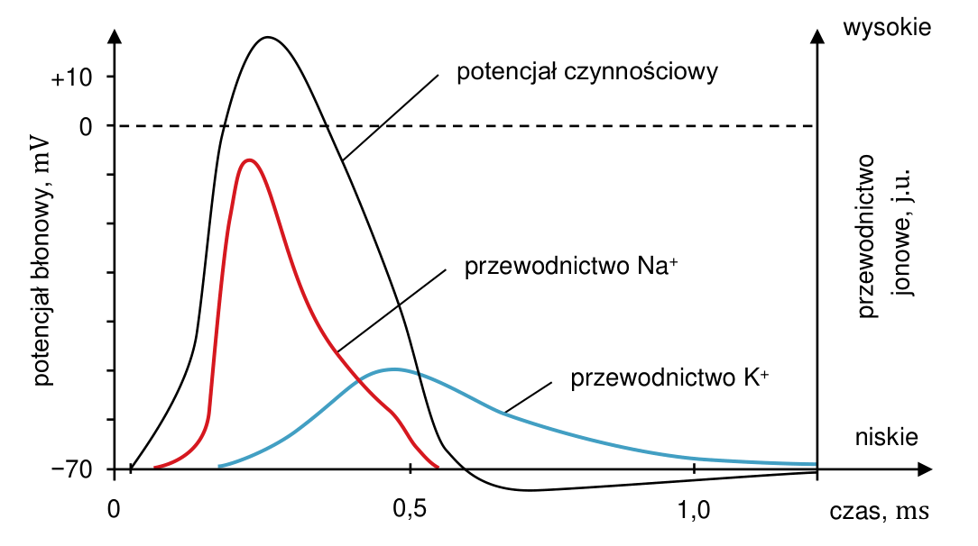Wykres przebiegu potencjału czynnościowego (potencjał błonowy w mV) oraz zmian przewodnictwa jonów Na⁺ i K⁺ w czasie od 0 do 1,0 ms.