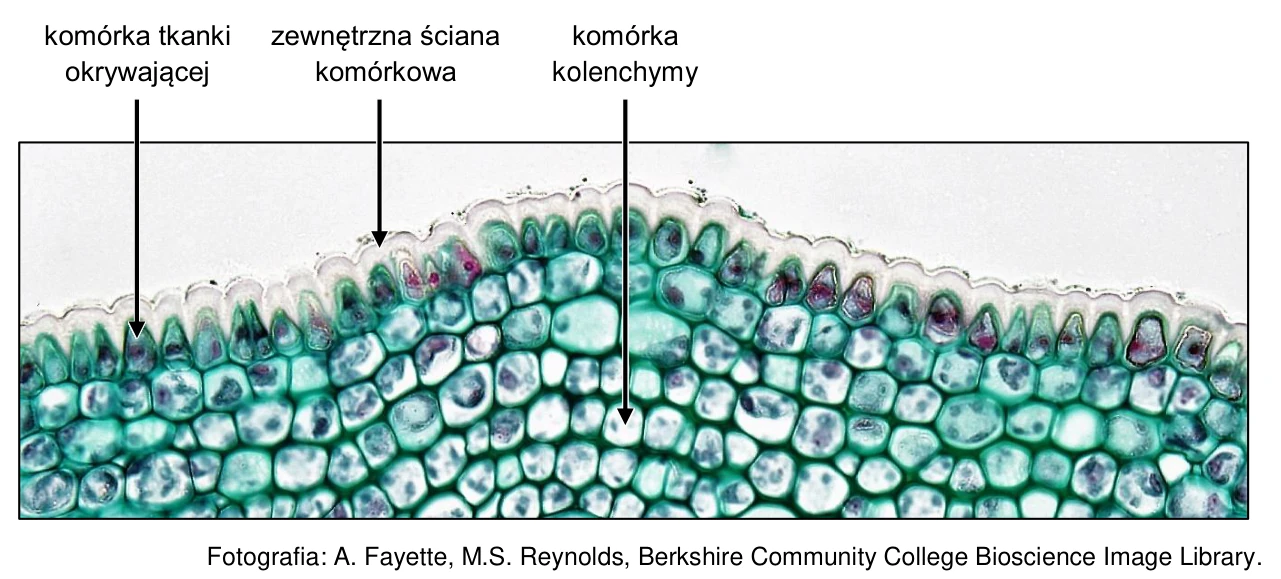 Zdjęcie mikroskopowe fragmentu przekroju poprzecznego łodygi lipy z opisaną komórką tkanki okrywającej, zewnętrzną ścianą komórkową i komórką kolenchymy.