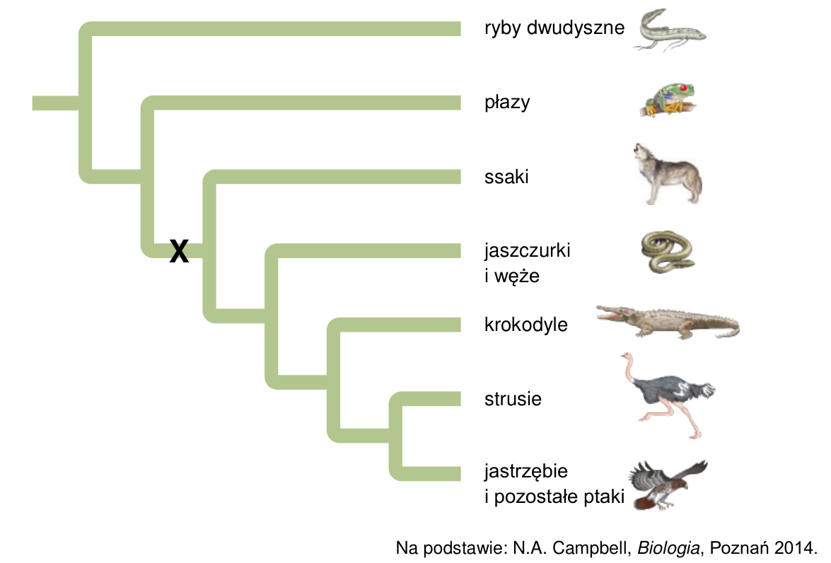 Drzewo filogenetyczne kręgowców (ryby dwudyszne, płazy, ssaki, jaszczurki i węże, krokodyle, strusie, jastrzębie i pozostałe ptaki) z literą X oznaczającą pojawienie się nowej cechy.