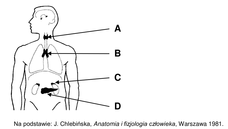 Schemat sylwetki człowieka z czterema gruczołami dokrewnymi oznaczonymi literami A, B, C i D.