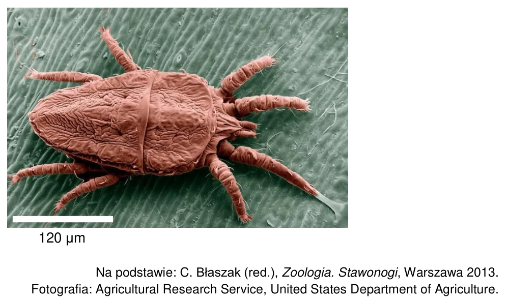 Zdjęcie spod skaningowego mikroskopu elektronowego (SEM) roztocza Brevipalpus phoenicis ze skalą 120 µm.
