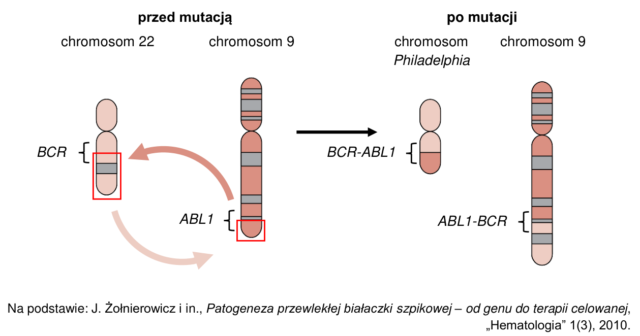 Schemat struktury chromosomów 22 i 9 przed mutacją i po mutacji (chromosom Philadelphia) z zaznaczonymi genami BCR, ABL1 oraz genami fuzyjnymi BCR-ABL1 i ABL1-BCR.