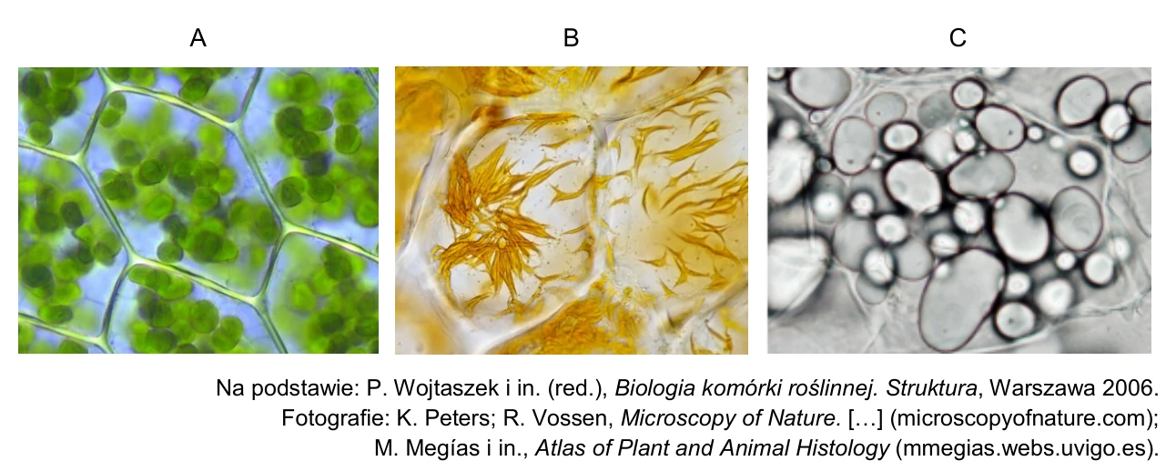 Trzy mikrofotografie niewybarwionych tkanek roślinnych (A, B i C) z widocznymi różnymi rodzajami plastydów.