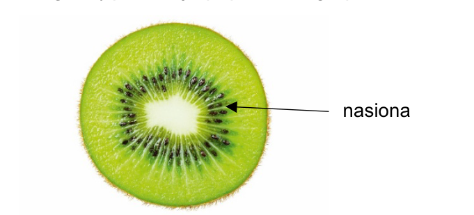 Fotografia przekroju poprzecznego przez owoc kiwi z zaznaczonymi nasionami.