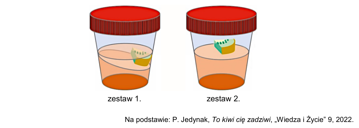 Rysunek wyników doświadczenia: pojemniki z galaretką żelatynową i kawałkiem kiwi w zestawach 1. i 2.