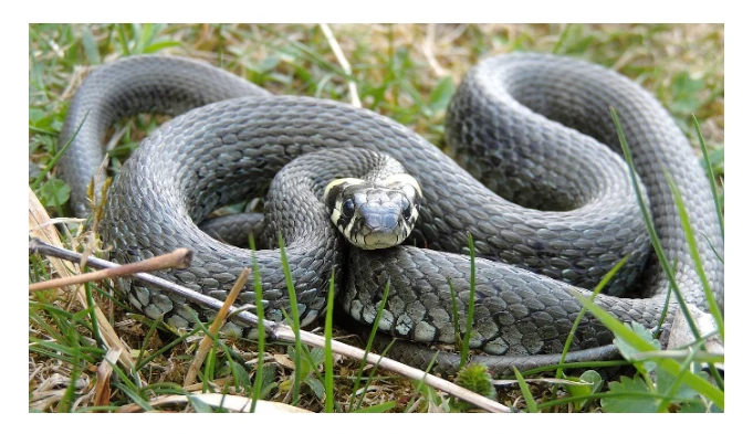 Fotografia zaskrońca zwyczajnego (Natrix natrix) zwiniętego na trawie, z charakterystycznymi jasnymi plamami za głową.