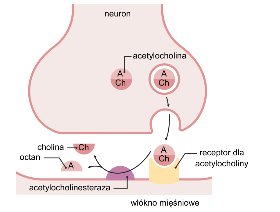 Schemat synapsy nerwowo-mięśniowej: uwalnianie acetylocholiny z neuronu, receptor dla acetylocholiny na włóknie mięśniowym i rozkład acetylocholiny przez acetylocholinesterazę.