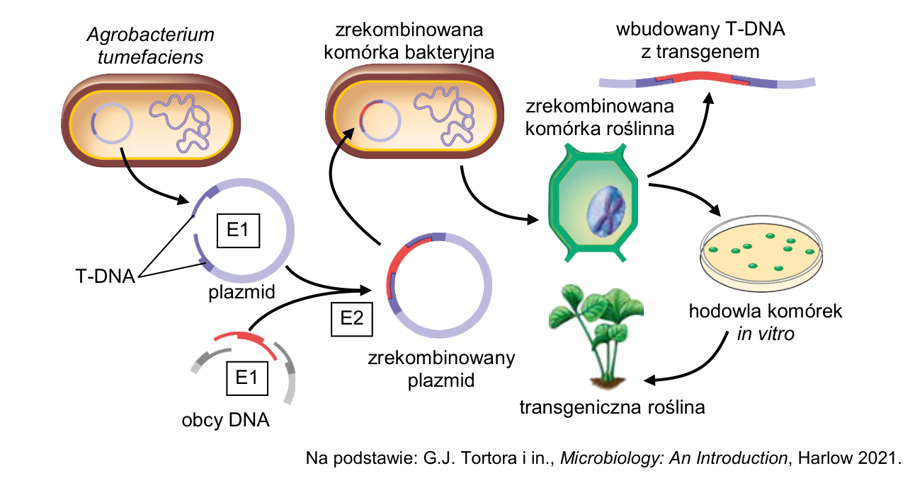 Schemat otrzymywania roślin transgenicznych z udziałem Agrobacterium tumefaciens: plazmid z T-DNA, enzymy E1 i E2, zrekombinowany plazmid, hodowla komórek in vitro i transgeniczna roślina.