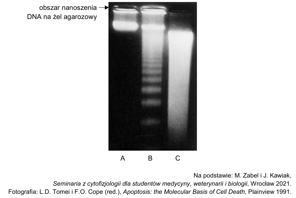 Fotografia wyniku elektroforezy DNA w żelu agarozowym dla trzech populacji komórek A, B i C, z zaznaczonym obszarem nanoszenia DNA.