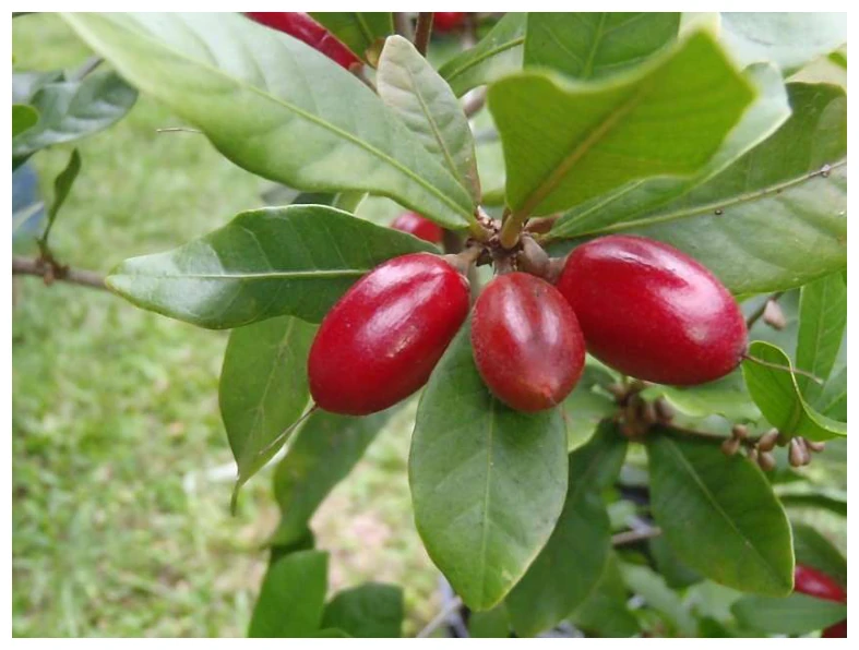 Fotografia ilustrująca tekst „Miracle Berry”: gałązka z liśćmi i czerwonymi, podłużnymi owocami.
